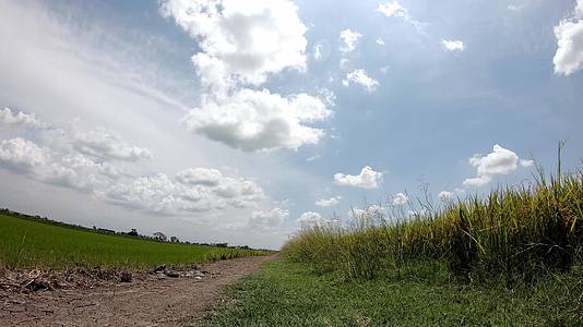 大米在风中流逝云在稻田的天空中飞舞视频的预览图