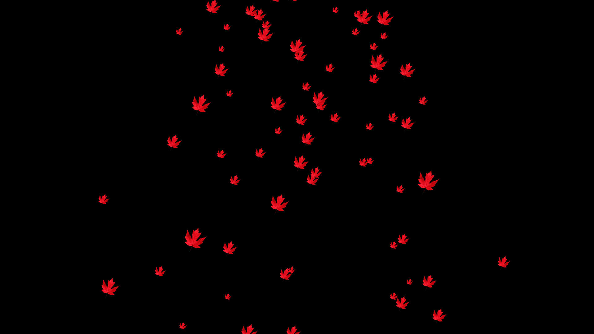 带通道唯美粒子红枫叶飘落背景视频的预览图