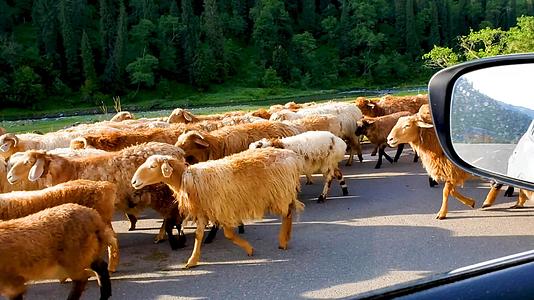 独库公路偶遇羊群视频的预览图