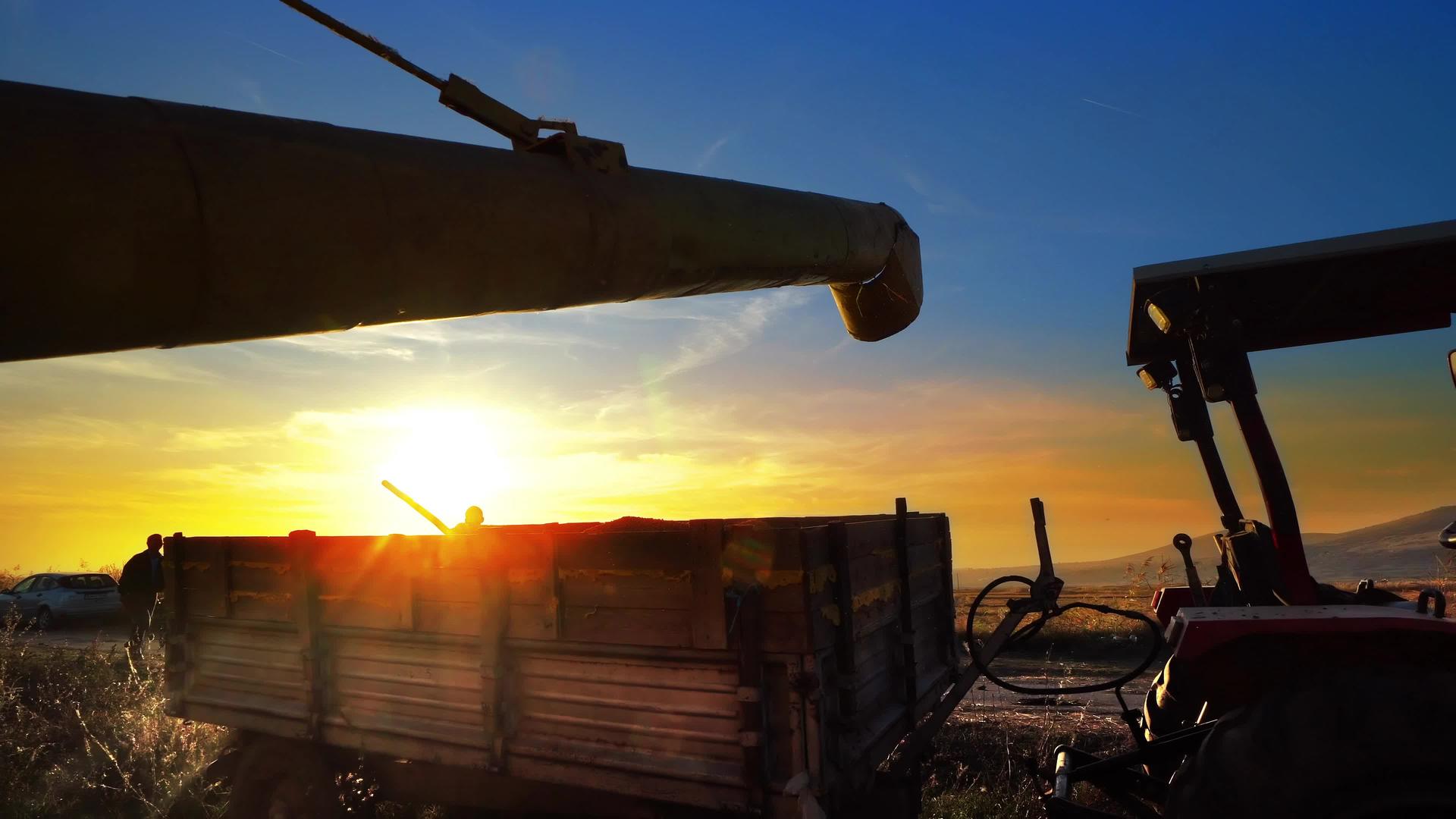 日落时将新鲜收获的小麦转移到拖拉机拖车上运输视频的预览图