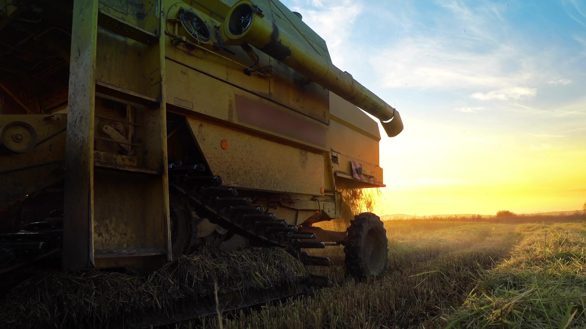 日落时收割机在稻田上移动收割小麦视频的预览图