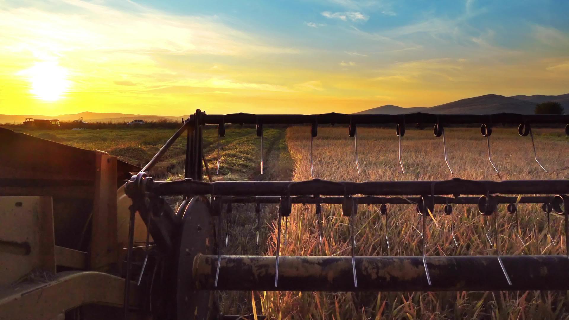 收获小麦与日落和前方田地的结合视频的预览图