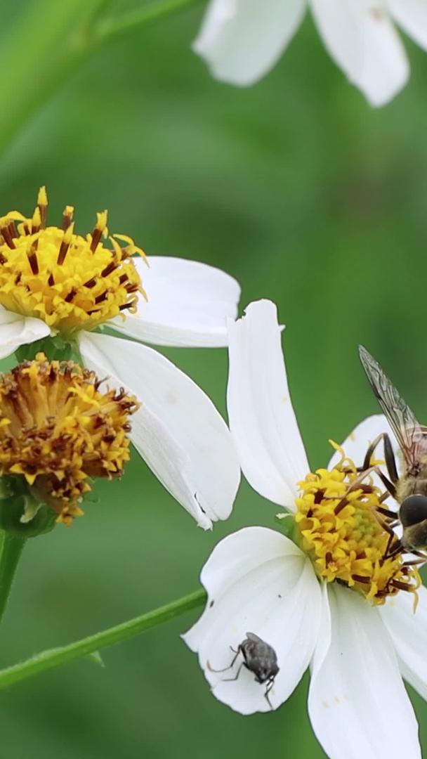 蜜蜂采蜜采花粉实拍素材视频的预览图
