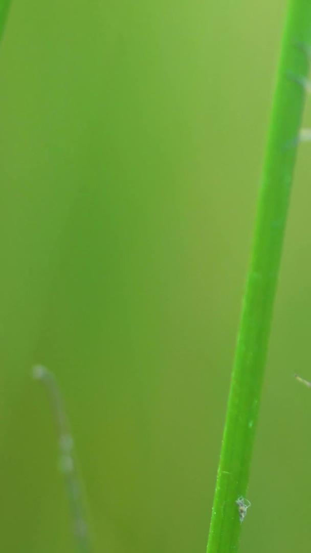 昆虫蜻蜓在夏季繁殖视频的预览图