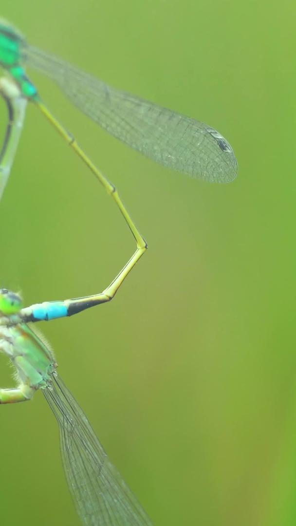 昆虫蜻蜓在夏季繁殖视频的预览图