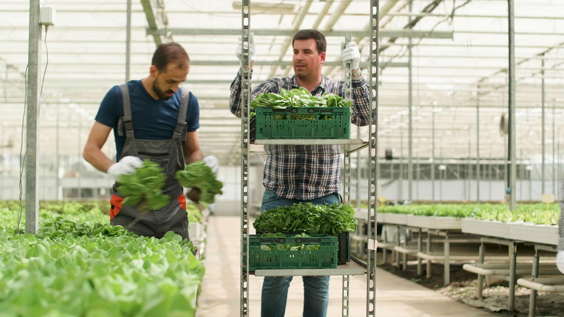 现代温室收割绿色沙拉的农场工人视频的预览图