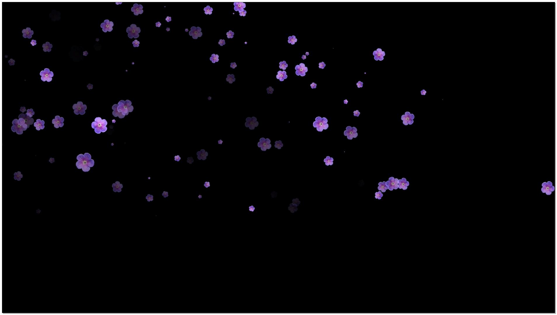紫色浪漫花瓣素材（带透明通道）视频的预览图