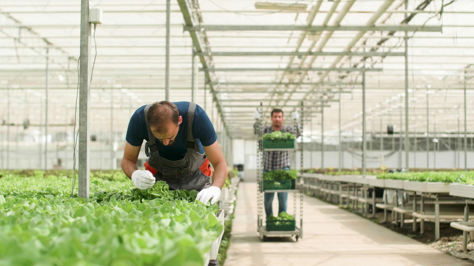 温室农场工人正在种植有机绿色沙拉视频的预览图