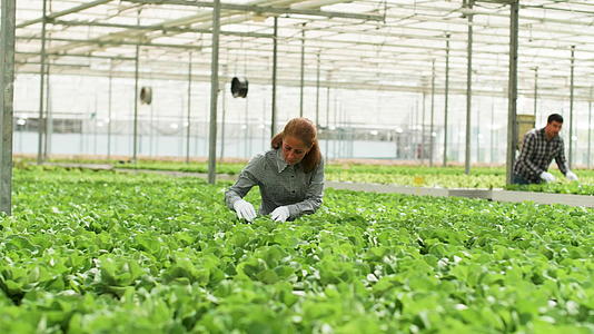 女农学家检查绿色沙拉文化视频的预览图