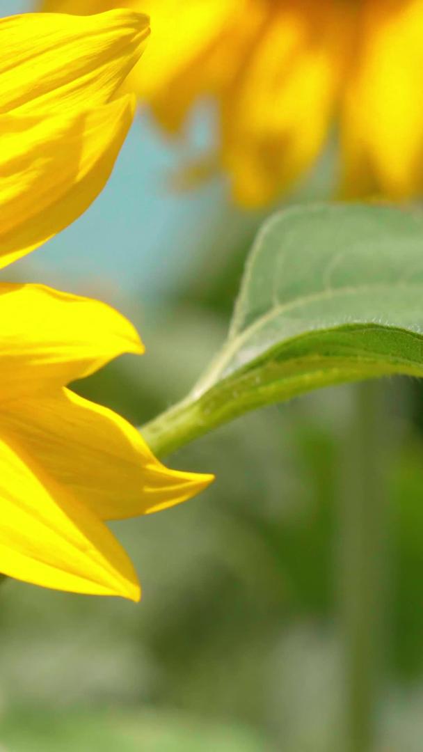 实拍向日葵在阳光下茁壮成长绽放视频的预览图