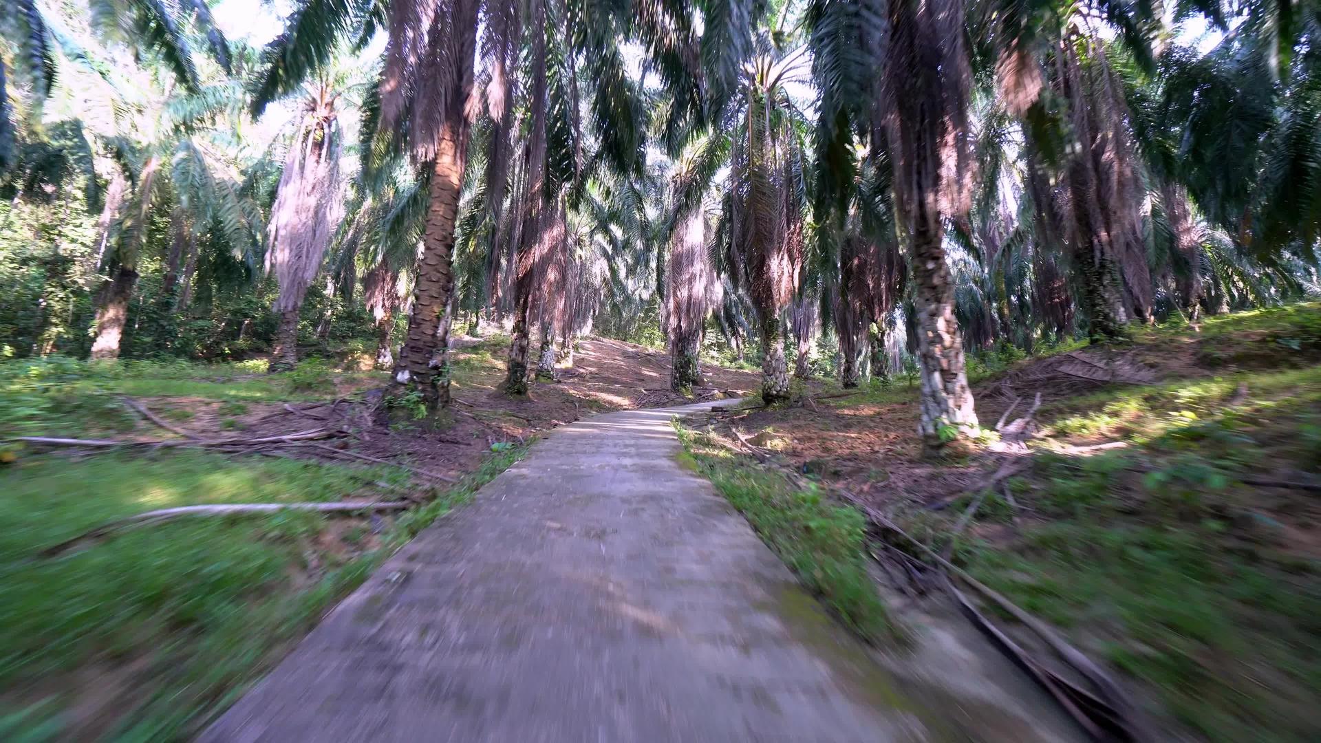 棕榈林视频的预览图