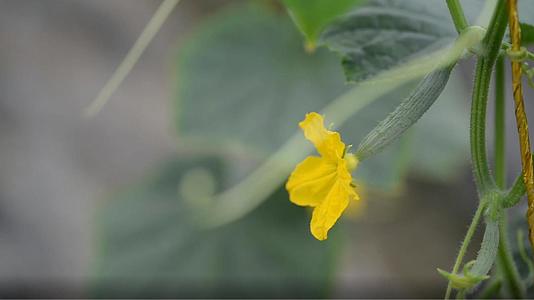 农业黄瓜大棚视频的预览图