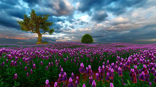 法国薰衣草和一棵单树天空惊人视频的预览图