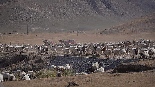 4K实拍青海海南草原放羊群视频的预览图