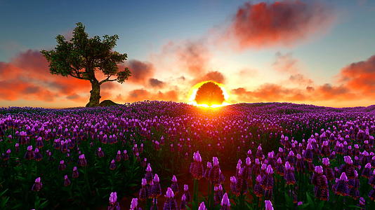 美丽的夕阳下青紫草地视频的预览图