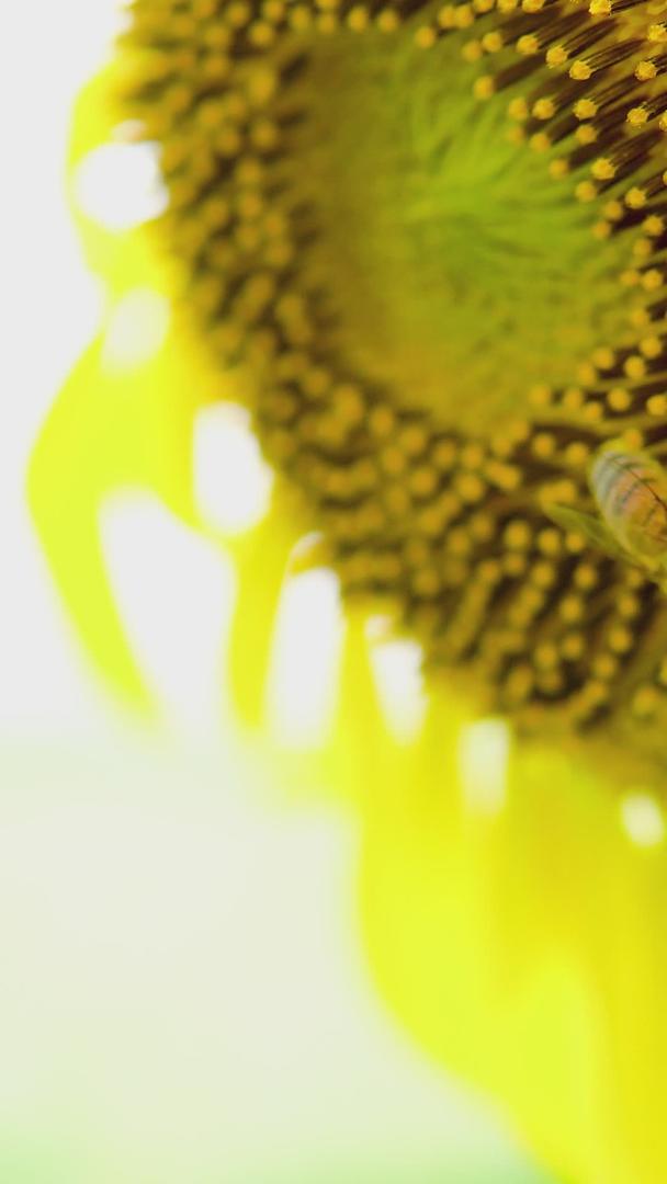 田野里的向日葵蜜蜂采蜜蜂视频的预览图