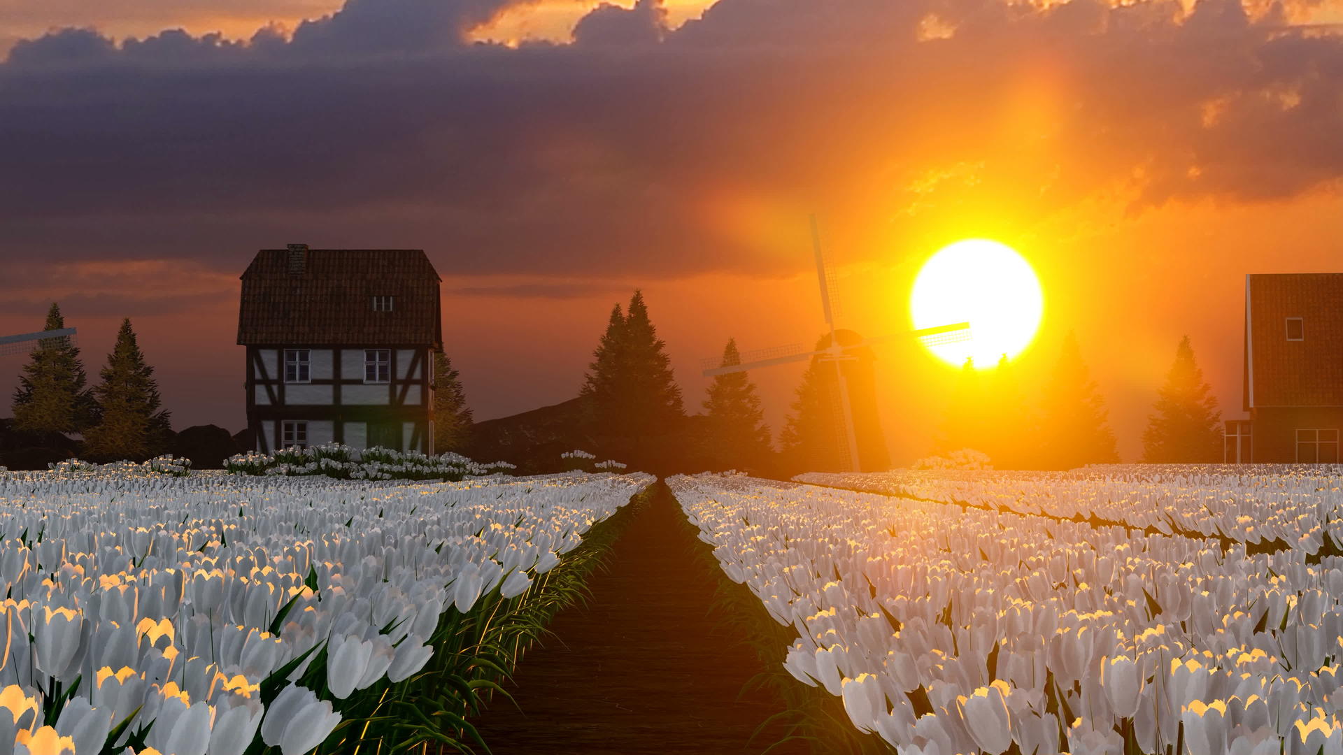 郁金香和惊人的白色区域的日落视频的预览图
