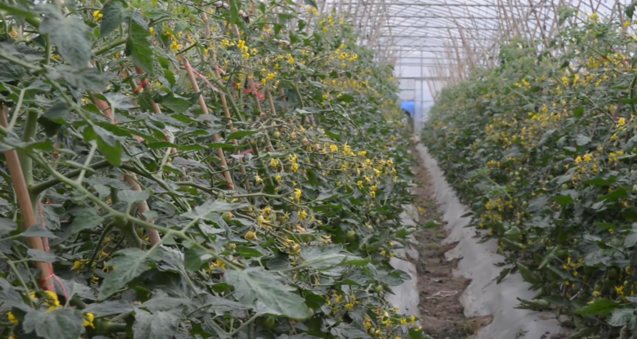 农业番茄种植大棚视频的预览图