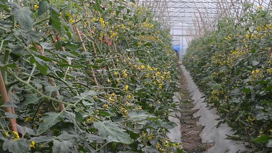 农业番茄种植大棚视频的预览图