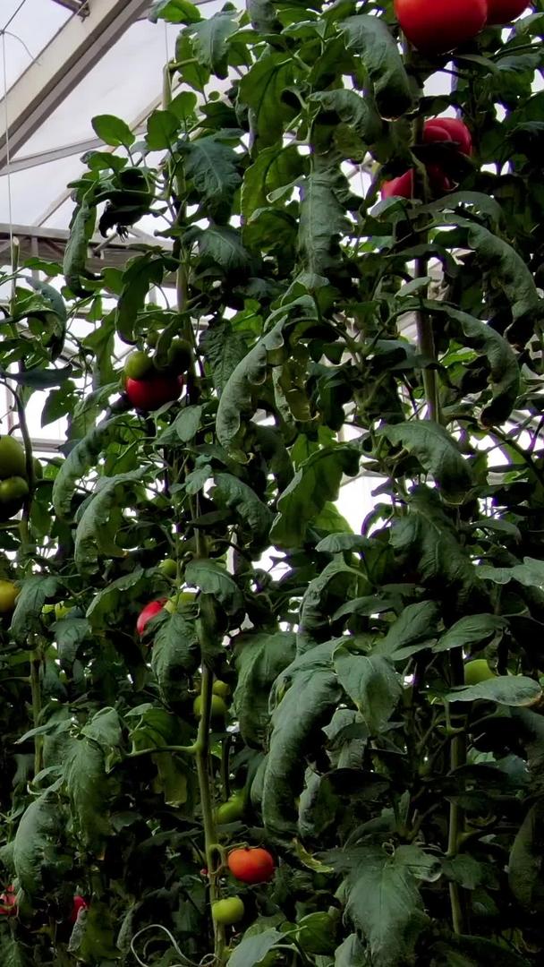 西红柿实拍有机蔬菜视频的预览图