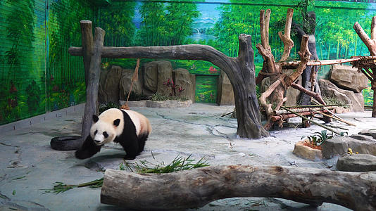 动物园里的熊猫视频的预览图