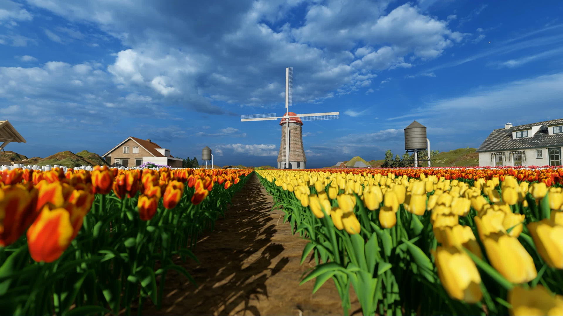 传统风车前的大片农田伴随着美丽多彩的花朵郁金香视频的预览图