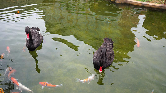 水池里的黑天鹅与鲤鱼4k视频的预览图
