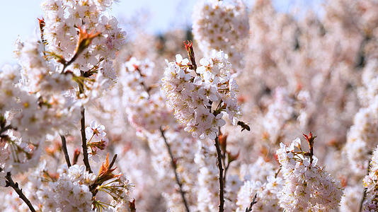 4K升格青岛樱花谷樱花盛开视频的预览图