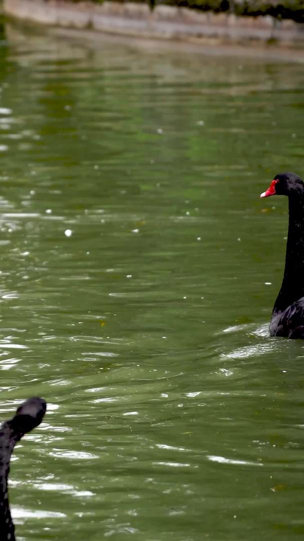 黑天鹅在水中成群结队视频的预览图
