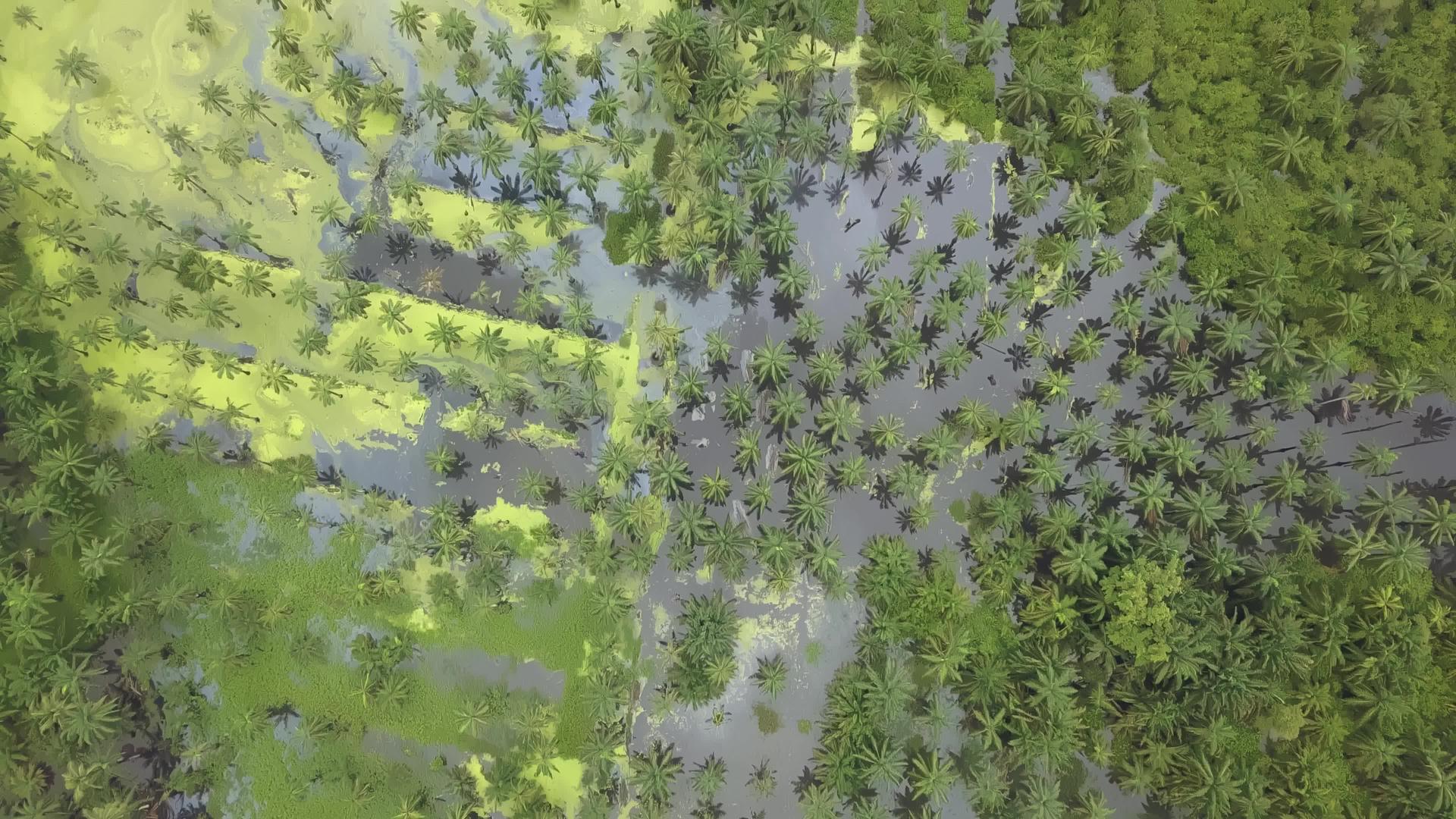 棕榈油在洪水中可见视频的预览图