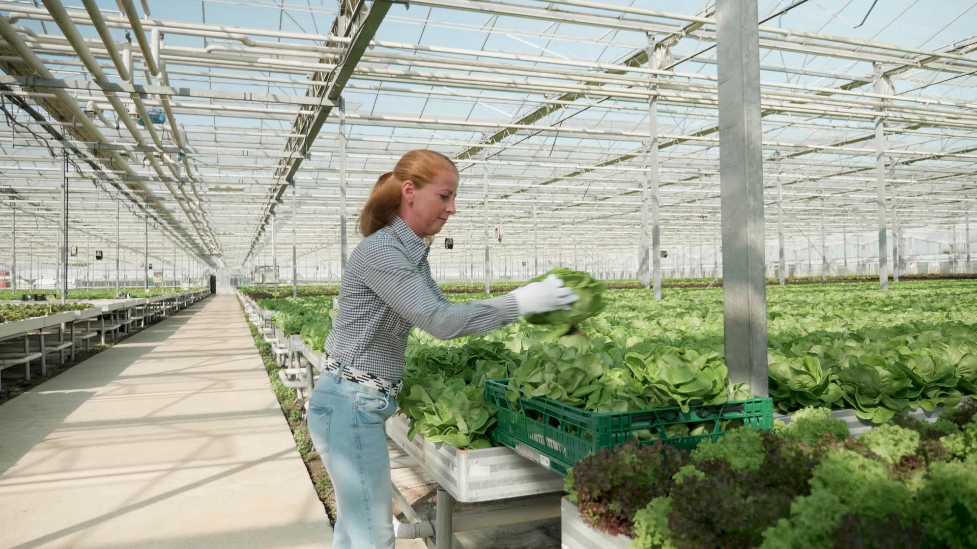 女性在温室有机植物中工作视频的预览图