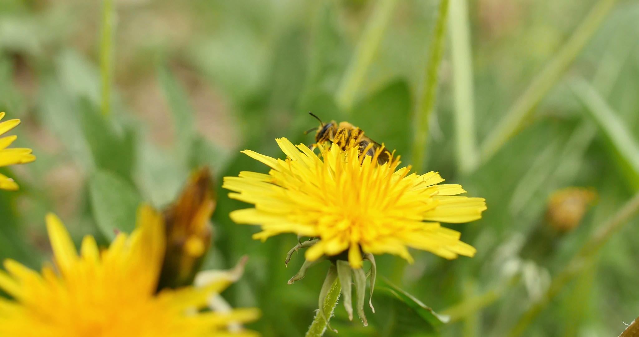 蜜蜂在黄花上4k视频的预览图
