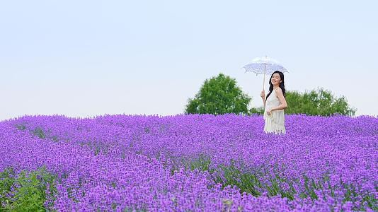 柔美的女孩撑着伞走在薰衣草田里升格50p视频的预览图
