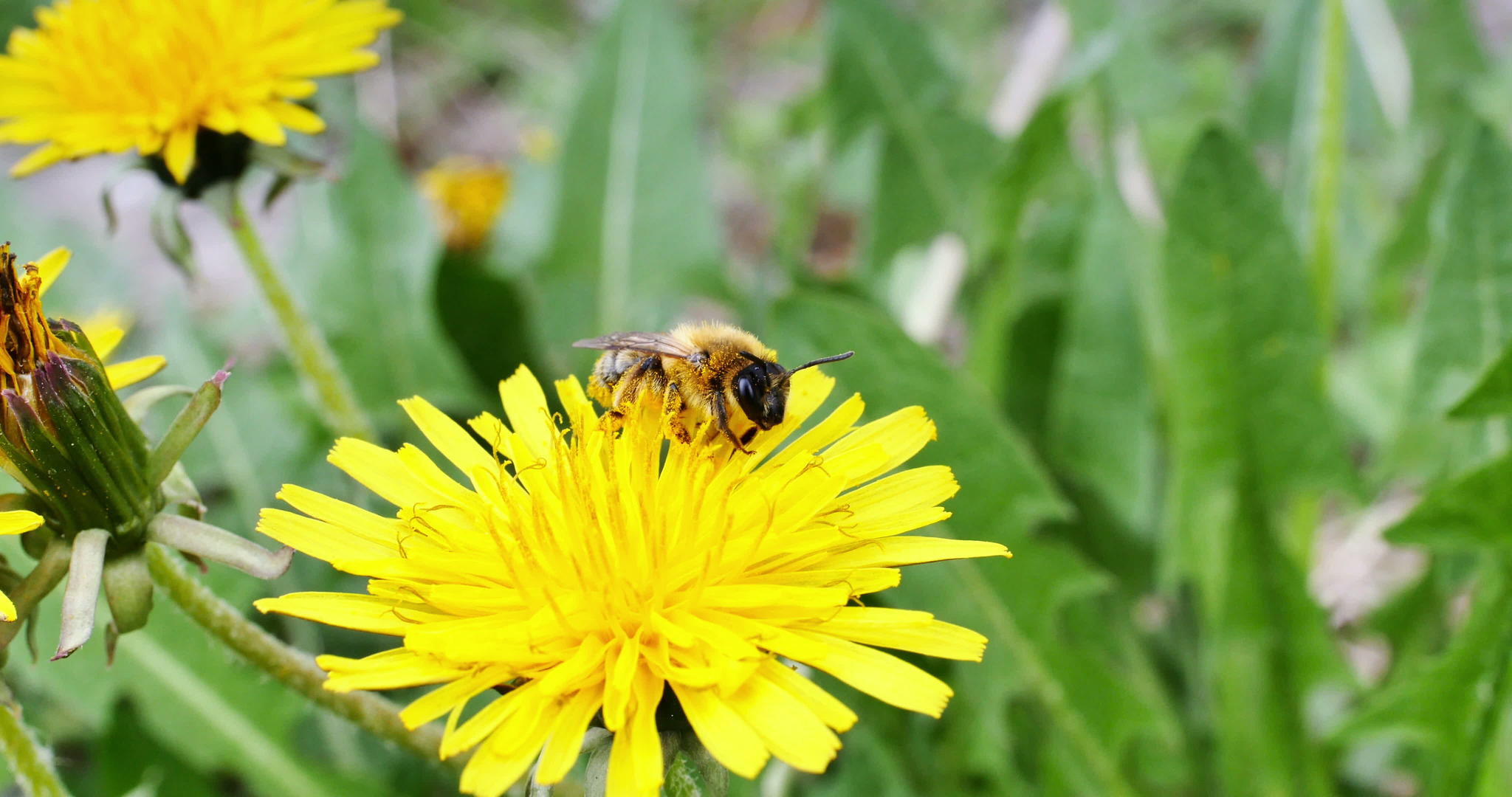 4k蜜蜂在黄花上视频的预览图