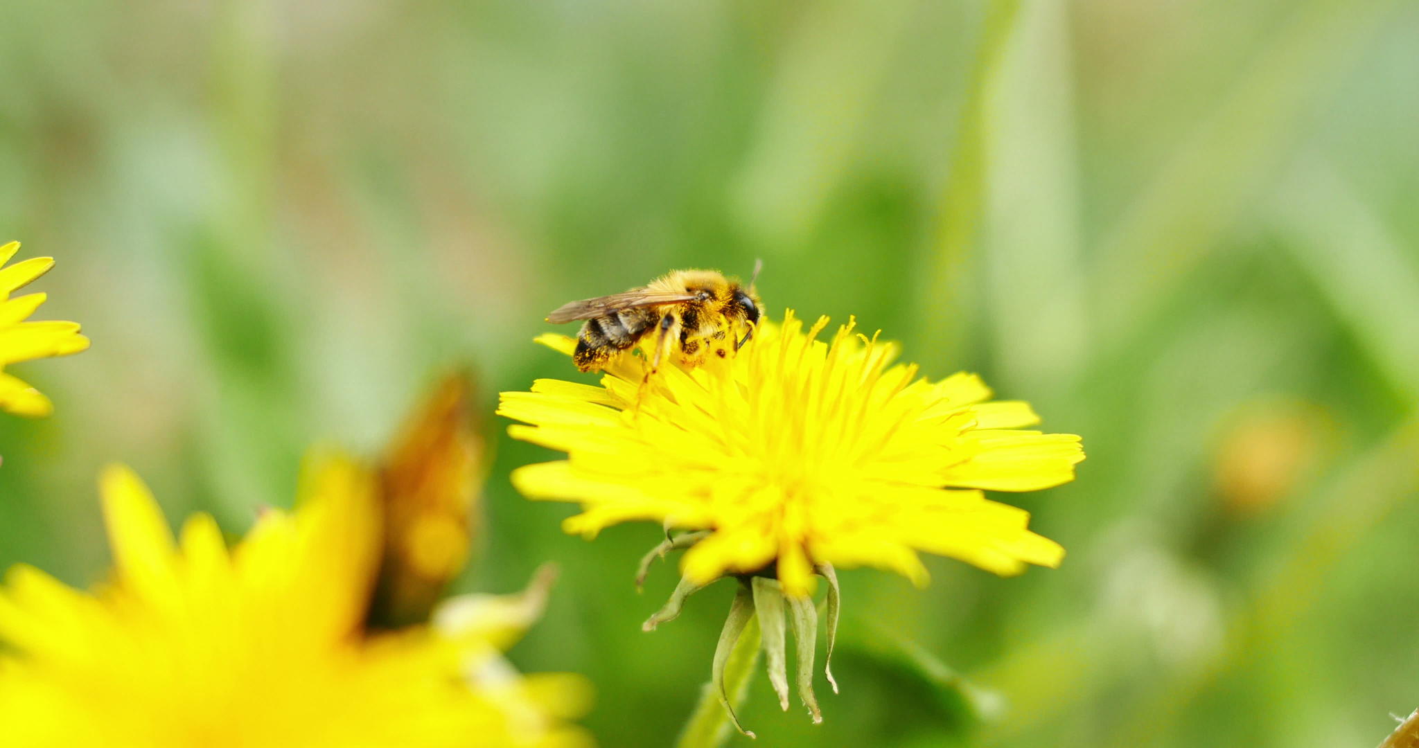 蜜蜂在黄花上视频的预览图