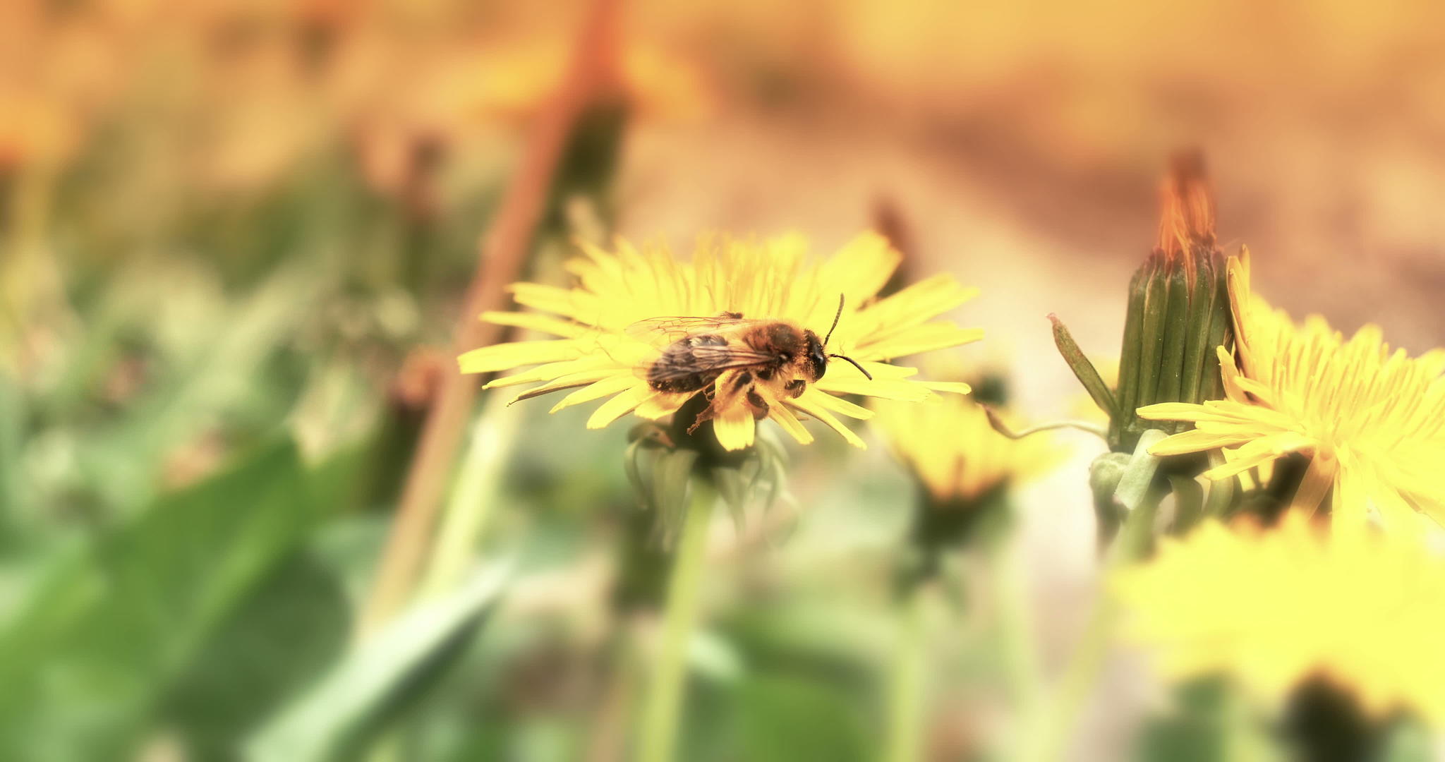 蜜蜂在黄花上4k视频的预览图