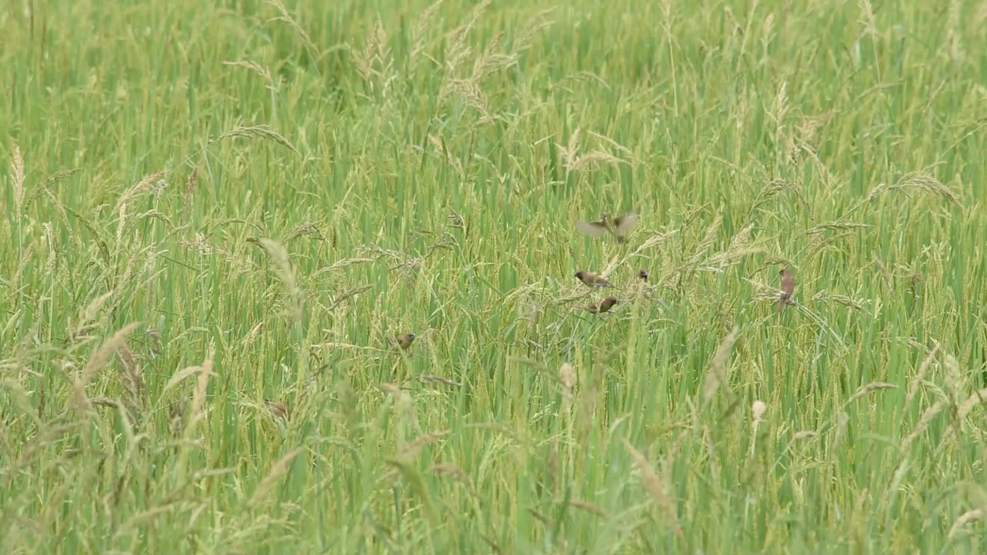 鸟儿在树上吃稻田的美丽被风吹进稻田视频的预览图