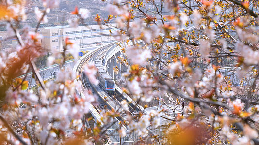 4K樱花树下的列车视频的预览图