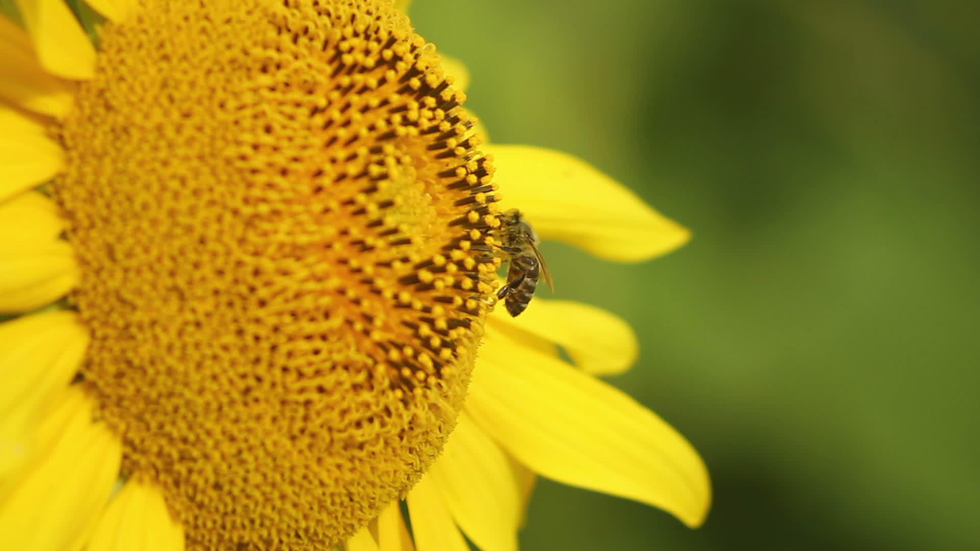蜜蜂采集蜂蜜视频的预览图