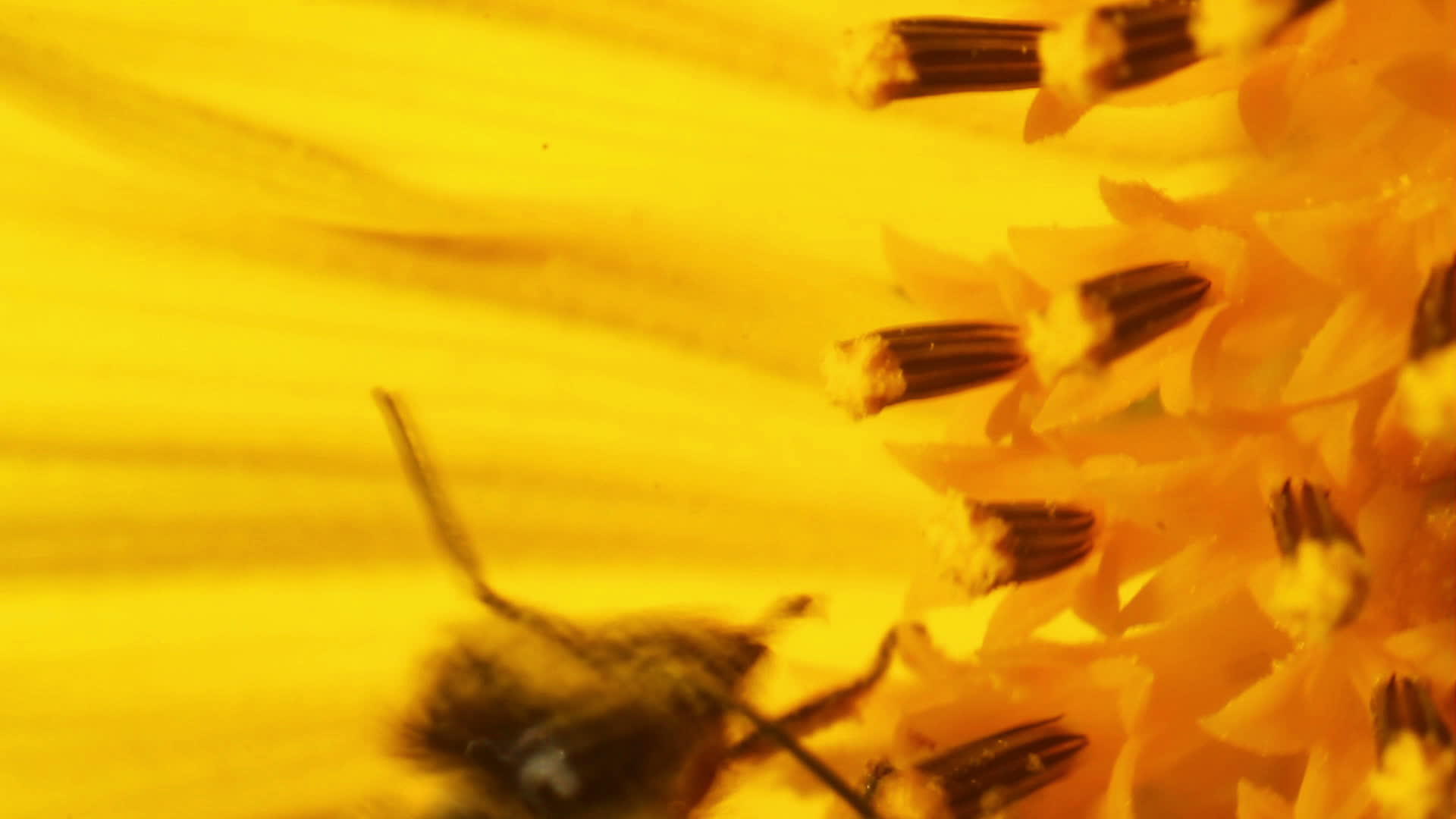蜜蜂在花粉中视频的预览图