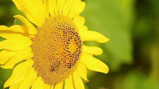 蜜蜂中的蜜蜂收集花蜜视频的预览图