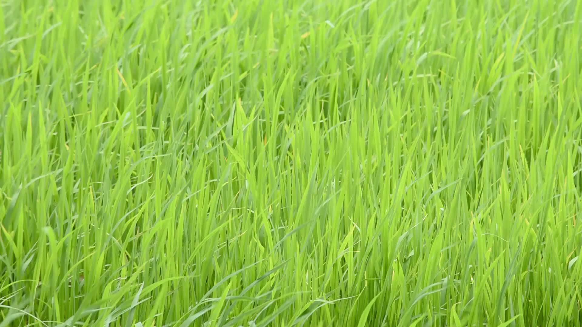 绿米的美丽在风中摇摆视频的预览图