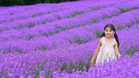 漂亮的小姑娘开心地走在薰衣草田里升格50p视频的预览图