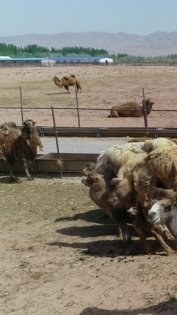2-新疆户外大量骆驼饲养视频的预览图