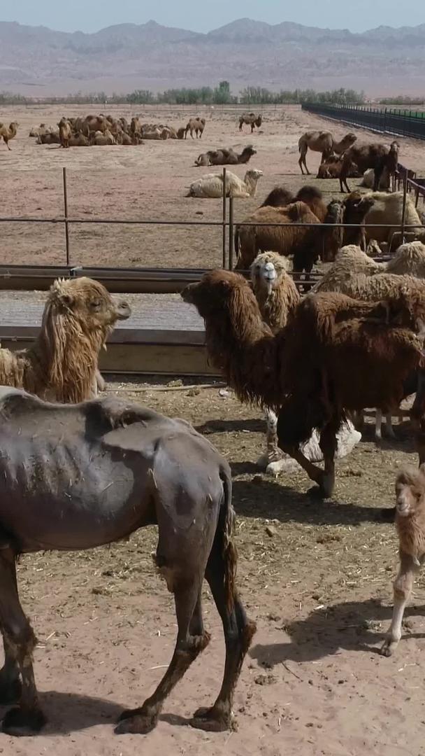 2-新疆户外大量骆驼饲养视频的预览图