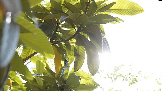 阳光照射下的植物视频的预览图