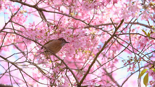 小鸟在4K樱花中视频的预览图