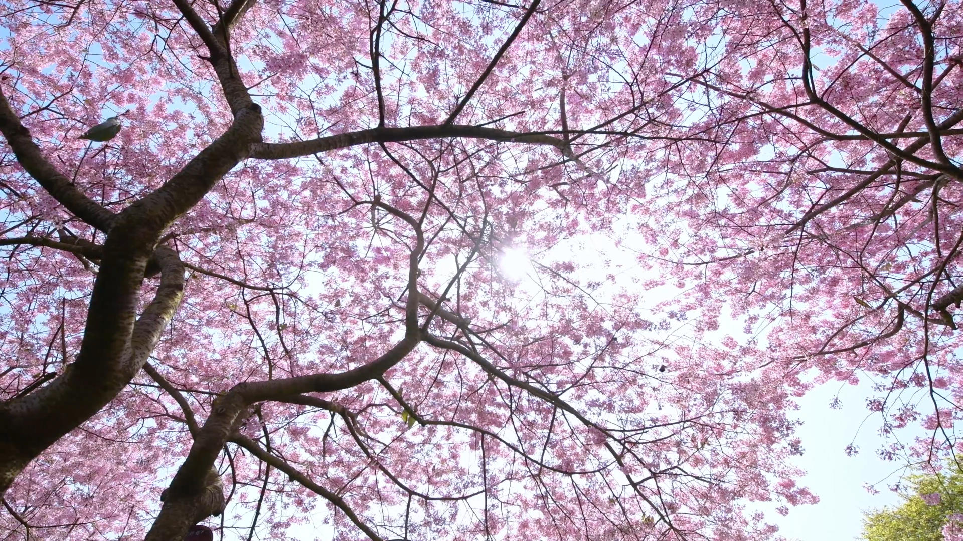 樱花盛开4K视频的预览图