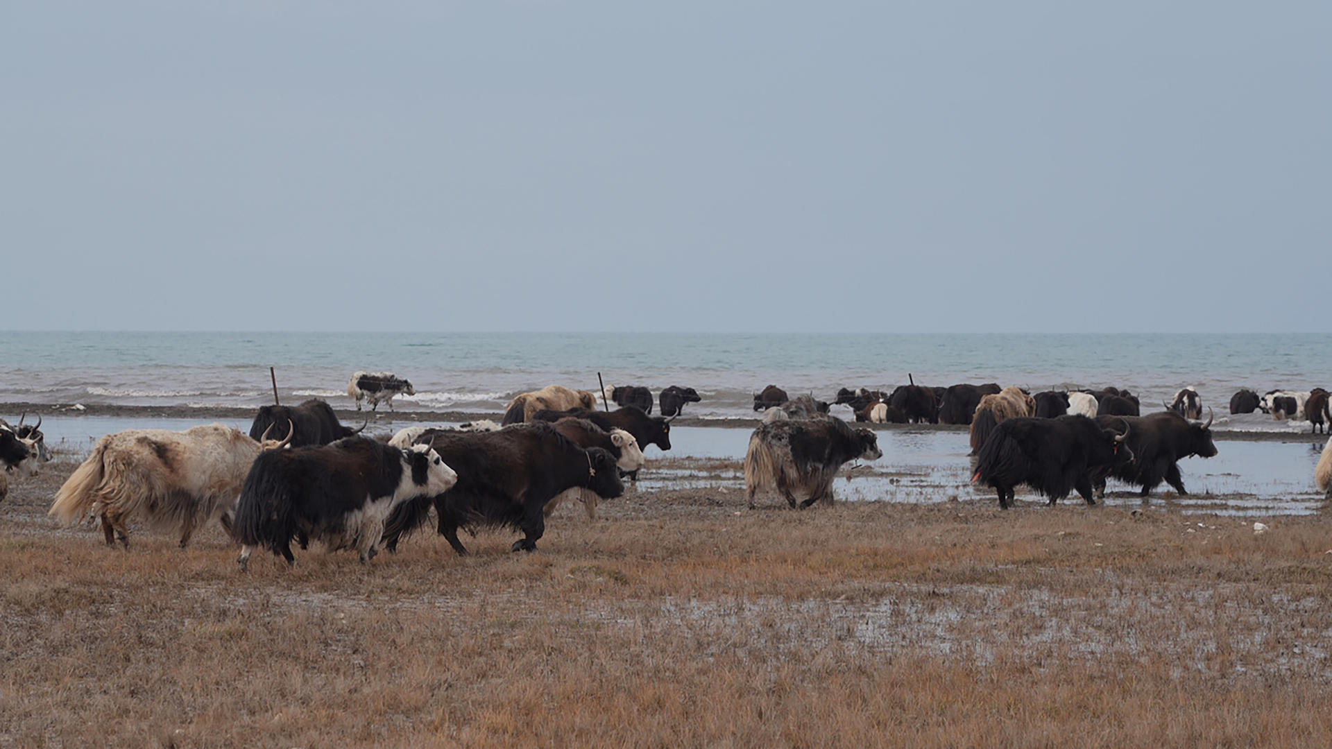 4K实拍青海湖放牦牛群风景视频的预览图