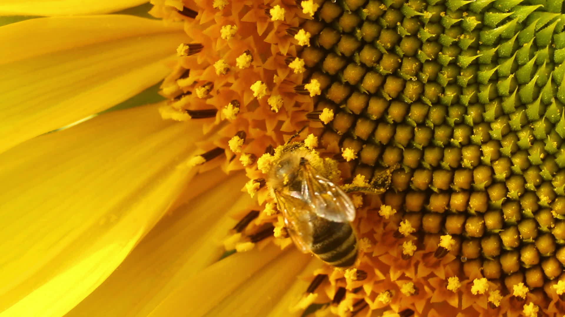 收集蜜蜂花粉视频的预览图